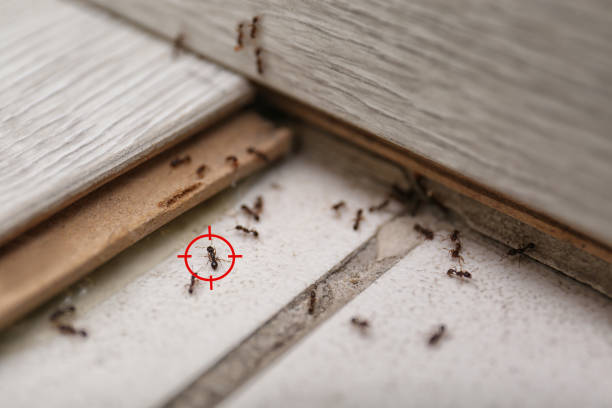 Best Ant Control Services  in Cloverdale, VA